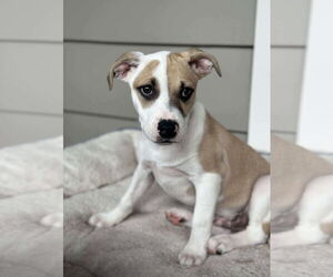 American Pit Bull Terrier-Unknown Mix Dogs for adoption in pomfret, CT, USA