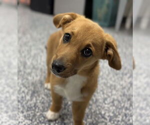 Pembroke Welsh Corgi-Spaniel Mix Dogs for adoption in Bemidji, MN, USA