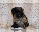 Small #16 Yorkiepoo mix (+ Poodle Toy)