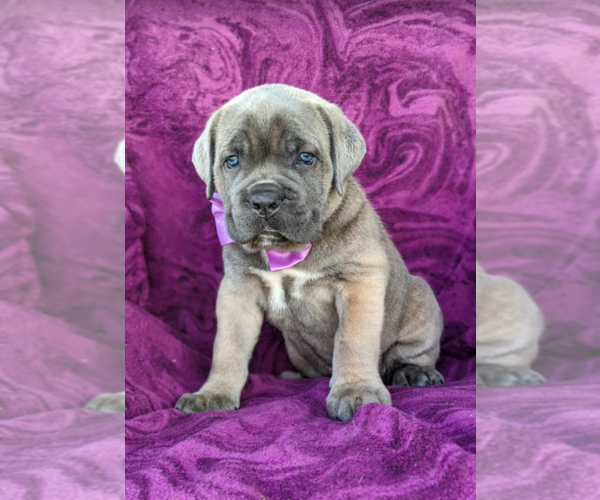 Medium Photo #3 Cane Corso Puppy For Sale in KIRKWOOD, PA, USA