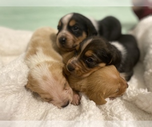 Basset Hound Puppy for sale in ROYSE CITY, TX, USA