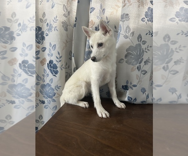 Medium Photo #7 Alaskan Klee Kai Puppy For Sale in DURHAM, CT, USA