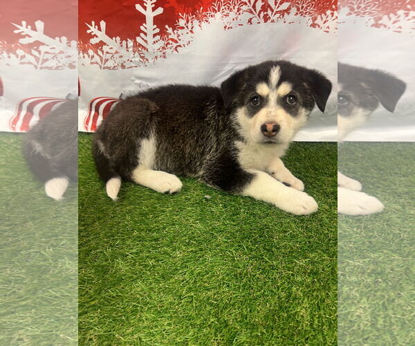 Medium Photo #3 Aussie Siberian Puppy For Sale in Euless, TX, USA
