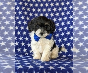 Jack Chi-Poodle (Miniature) Mix Puppy for sale in NOTTINGHAM, PA, USA