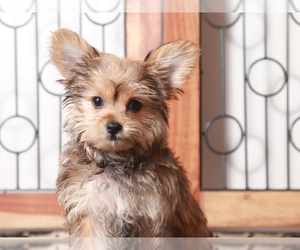 YorkiePoo Puppy for sale in NAPLES, FL, USA