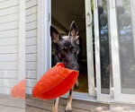 Small #7 German Shepherd Dog