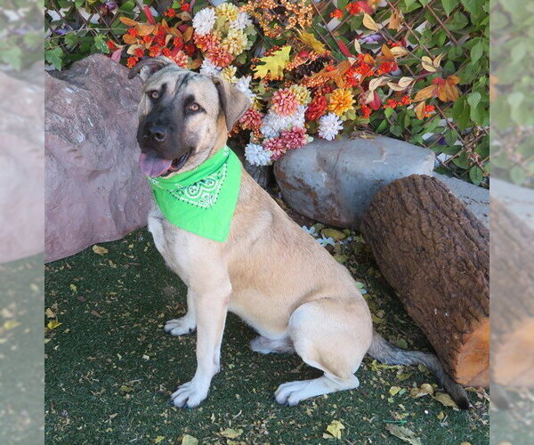 Medium Photo #2 Anatolian Shepherd-Unknown Mix Puppy For Sale in Oklahoma City, OK, USA