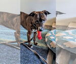 Small #6 American Pit Bull Terrier Mix