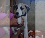 Small Photo #2 Staffordshire Bull Terrier-Unknown Mix Puppy For Sale in The Woodlands, TX, USA