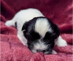 Small #6 Havanese
