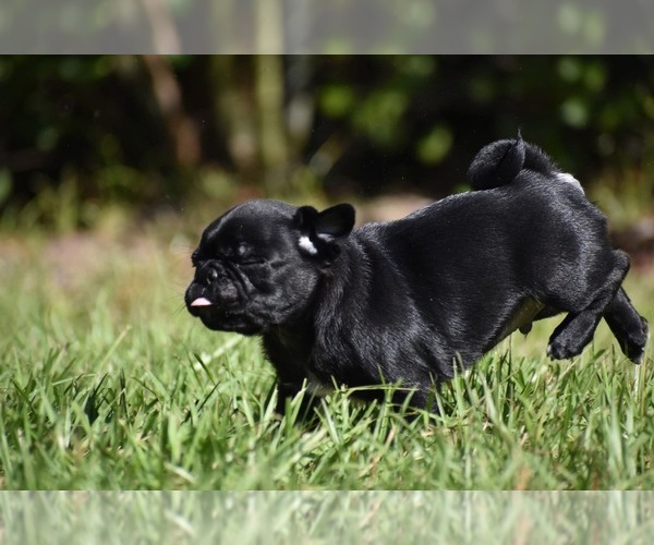 Medium Photo #6 Pug Puppy For Sale in PALM COAST, FL, USA