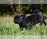 Scooby - Male Pug Puppy for Sale - Photo #6
