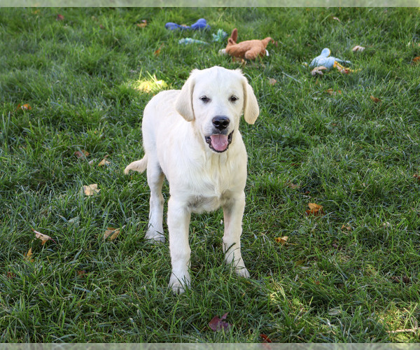 Medium Photo #5 Golden Retriever Puppy For Sale in SYRACUSE, IN, USA