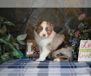 Australian Shepherd Puppy for sale in WESTFIELD, MA, USA