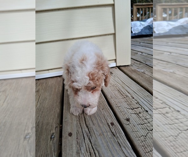 Medium Photo #16 Goldendoodle (Miniature) Puppy For Sale in GASTONIA, NC, USA