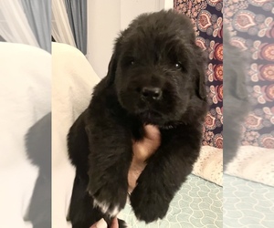 Newfoundland Puppy for sale in CHESTERFIELD, VA, USA