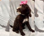 Puppy Peony Golden Mountain Doodle 