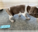 Small #8 German Shorthaired Pointer