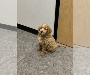Goldendoodle (Miniature) Puppy for sale in FALCON, CO, USA