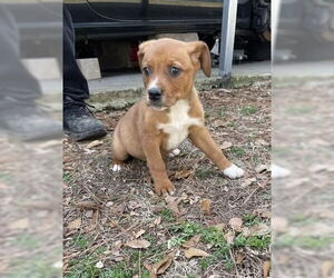 American Staffordshire Terrier-Labrador Retriever Mix Dogs for adoption in Brewster, NY, USA