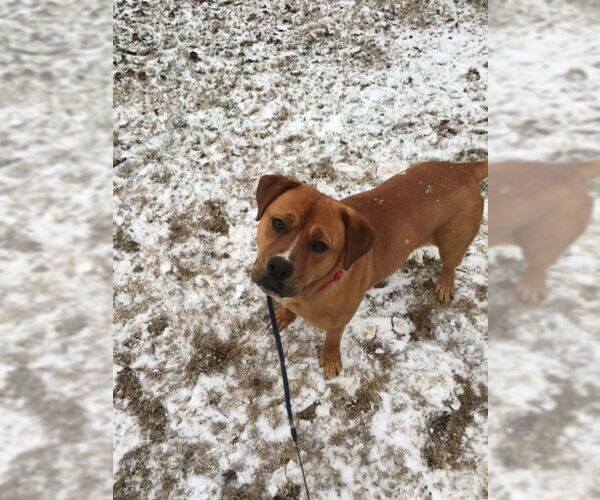 Medium Photo #5 Boxer-Unknown Mix Puppy For Sale in Acworth, GA, USA