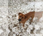 Small #4 Boxer Mix