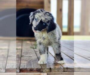 Miniature Australian Shepherd Puppy for sale in FOYIL, OK, USA