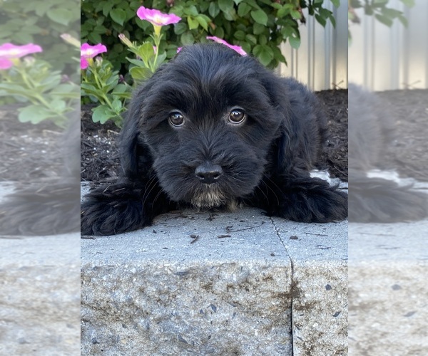 Medium Photo #3 Lhasa-Poo Puppy For Sale in CANOGA, NY, USA