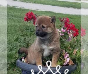 Shiba Inu Puppy for sale in ARTHUR, IL, USA