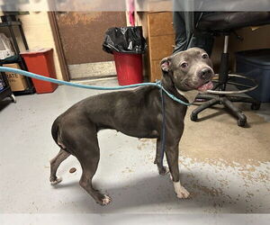 American Pit Bull Terrier-Unknown Mix Dogs for adoption in Ocala, FL, USA