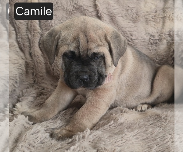 Medium Photo #3 Cane Corso Puppy For Sale in MINERAL WELLS, WV, USA