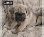 Small #2 Cane Corso