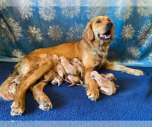 Mother of the Golden Retriever puppies born on 06/16/2022