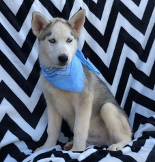 Siberian Husky Puppy for sale in EAST EARL, PA, USA