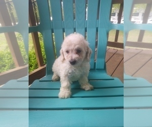 Miniature Bernedoodle Puppy for sale in MIDWAY, AR, USA