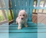 Small Photo #1 Miniature Bernedoodle Puppy For Sale in MIDWAY, AR, USA