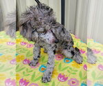 Small #2 Poodle (Miniature)
