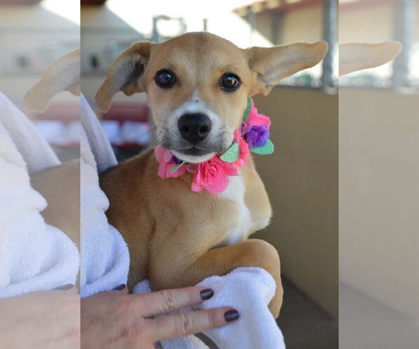 Medium Photo #2 Mutt Puppy For Sale in McKinney, TX, USA