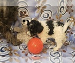 Small #1 Poodle (Miniature)