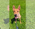Small #4 Basenji Mix