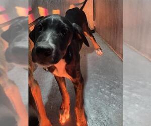 Labrador Retriever-Unknown Mix Dogs for adoption in San Antonio, TX, USA