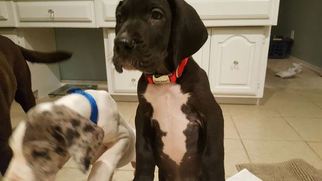 Great Dane Puppy for sale in SPRINGTOWN, TX, USA