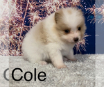 Small Photo #11 Pomeranian Puppy For Sale in AZLE, TX, USA