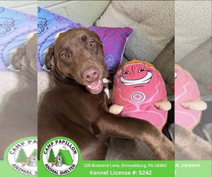 Labrador Retriever-Unknown Mix Dogs for adoption in Stroudsburg, PA, USA