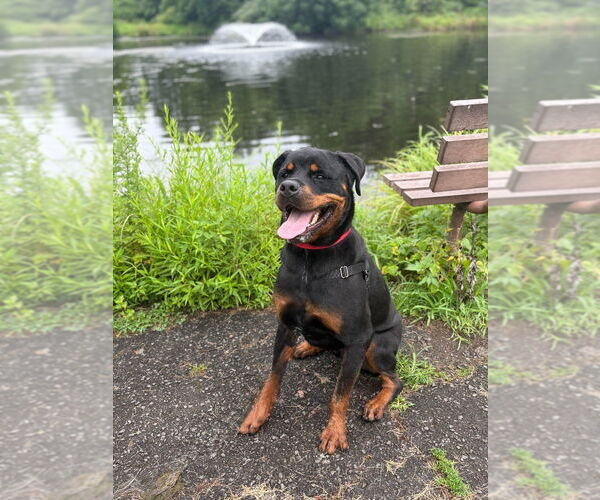 Medium Photo #5 Rottweiler Puppy For Sale in Lawrenceville, NJ, USA
