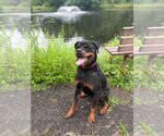 Small #4 Rottweiler
