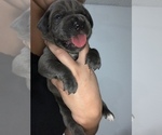 Small Photo #9 Cane Corso Puppy For Sale in MIAMI, FL, USA