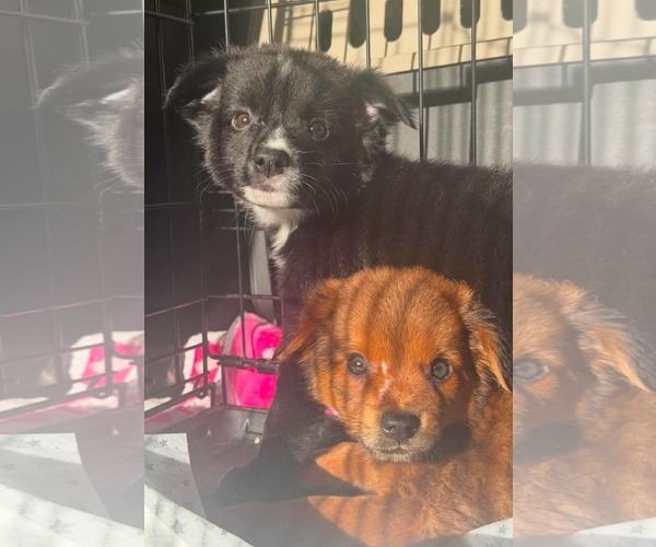 Medium Photo #3 Australian Shepherd Puppy For Sale in Valrico, FL, USA