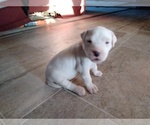Small Photo #2 Dogo Argentino Puppy For Sale in RYAN, OK, USA