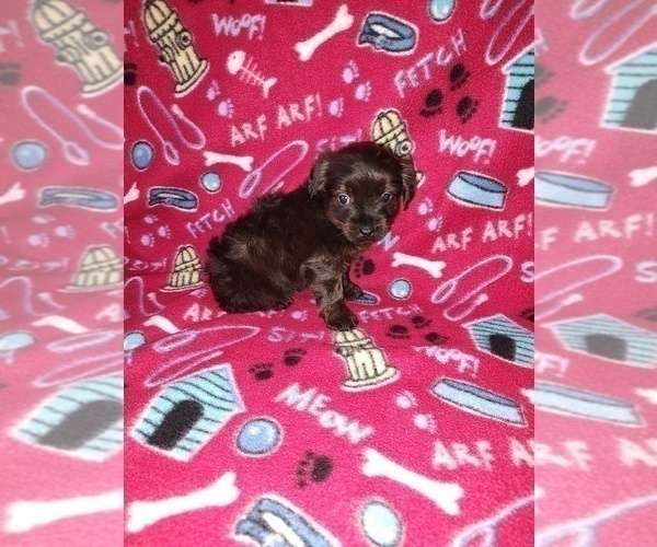 Medium Photo #6 YorkiePoo Puppy For Sale in LAPEER, MI, USA
